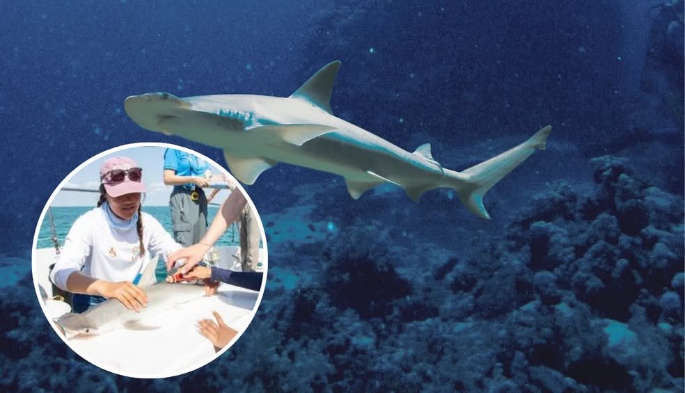 A shark head everyone explained wrong for fifty years.