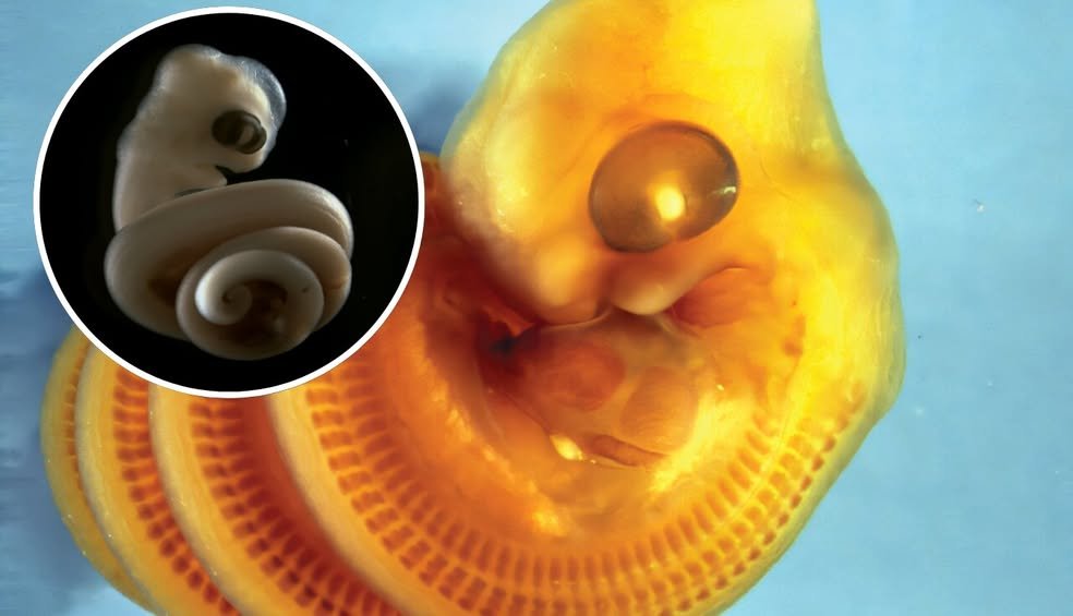 Why every snake in the world curls the same way before it hatches.
